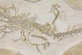 Jurassic Pleurosaur From Solnhofen Limestone - Museum Quality #113304-4